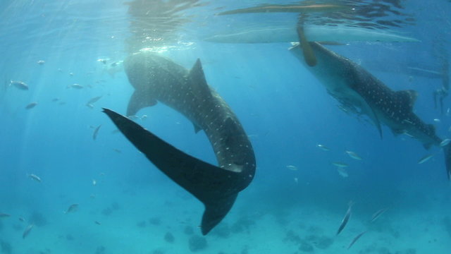 Whale sharks underwater being fed krill