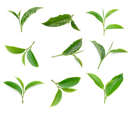 Green tea leaf collection isolated on white background