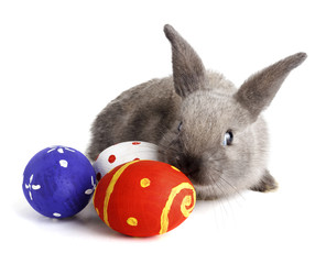 Rabbit with Easter eggs isolated on white