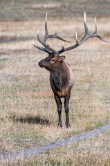 Naklejka na ściany i meble Vertical view of wild elk.