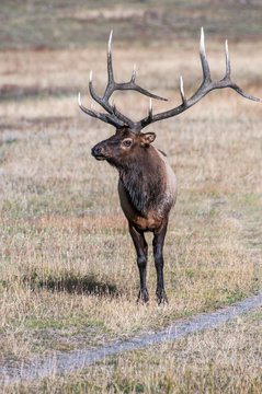 Vertical view of wild elk.