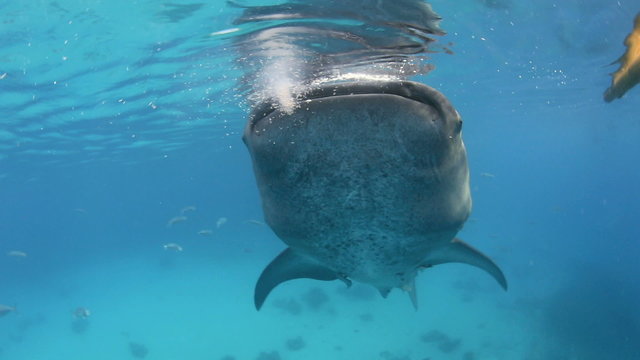 Whale shark filter feeding underwater