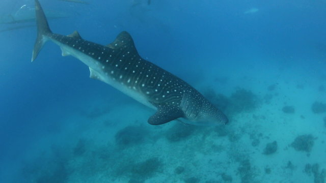 Whale shark diving underwater towards ocean floor