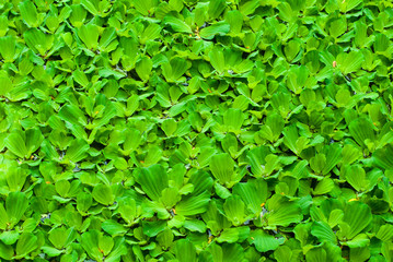 Fototapeta na wymiar Green duckweed in water