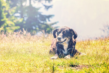 dog lying on grass
