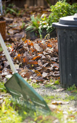 Raking Leaves