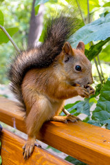 Eurasian red squirrel