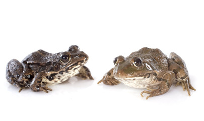 Fototapeta premium common frog