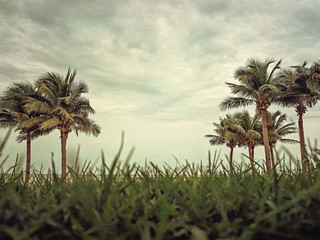 Palmen © Win Nondakowit