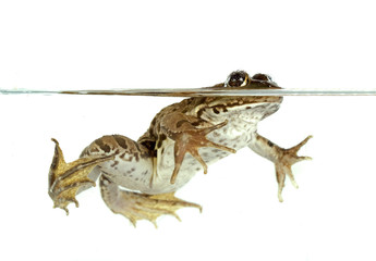 common frog