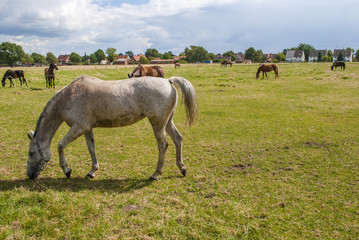 Obraz premium Horses