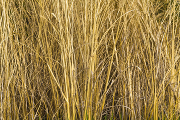 trockenes Gras