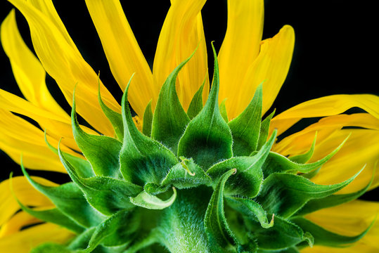 Sunflower close-up. Selective focus.