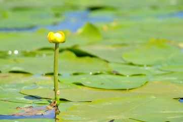 Water lily flower