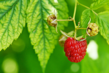 one ripe red raspberry in green leaves