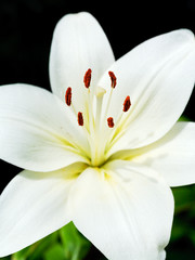 white flower of Lilium candidum (Madonna Lily)