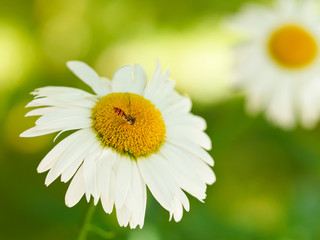 Obraz premium red flower of decorative rose outdoors