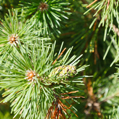 Naklejka na ściany i meble green sprigs of pine tree close up
