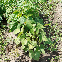 green string bean bush in garden