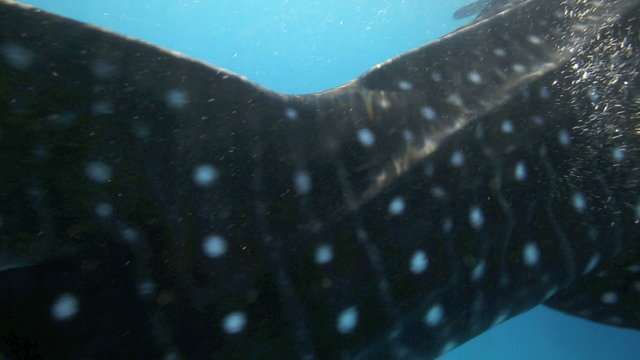 Whale shark filter feeding underwater