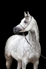 White horse portrait on black background