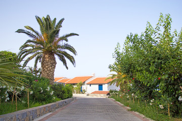 Fototapeta na wymiar tiled road, palm and traditional greek houses