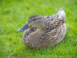 wild duck