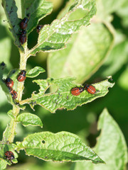 colorado beetle larva in potatoes leaves