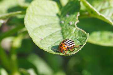 ten-lined potato beetle eats potatoes