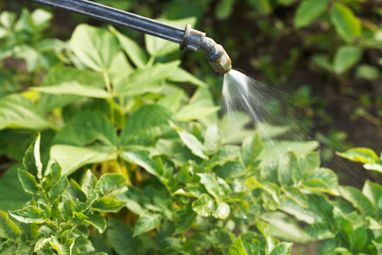 Processing Of Pesticide On Country Garden