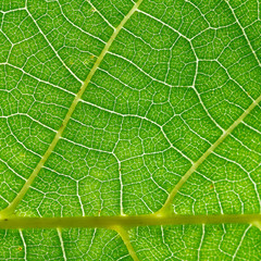 part of walnut tree green leaf close up