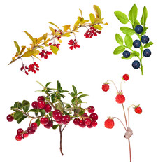 four branches with forest berries on white