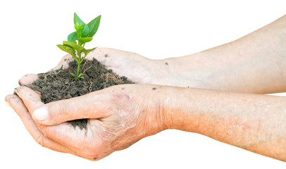 soil and green sprout in male hands