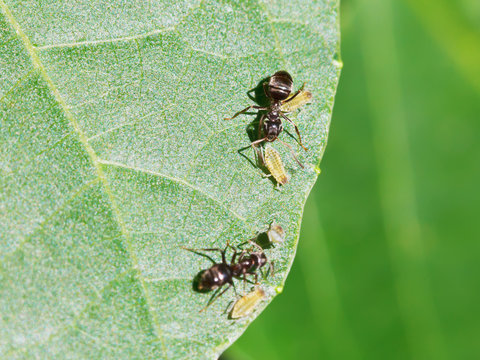 two ants tending few aphids on leaf