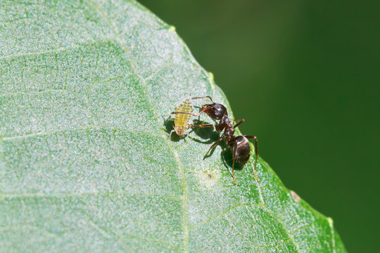 ant grazing one aphid on leaf of walnut tree