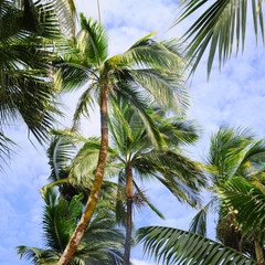 Obraz premium palmier