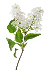 isolated pure white lilac branch wirh leaves