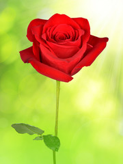 Red rose on green background