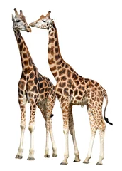 Papier Peint photo Girafe giraffes isolated on white background