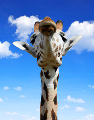 The head of the giraffe