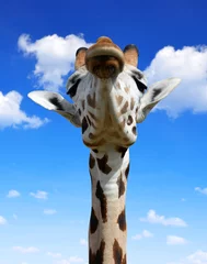 Photo sur Plexiglas Girafe The head of the giraffe