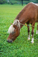 Fototapeta premium 馬のポートレート