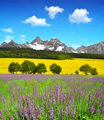 Foto op Plexiglas Beautiful spring mountain landscape with flowering meadow © vencav
