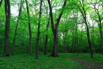 Fototapeta na wymiar Path in spring green forest.