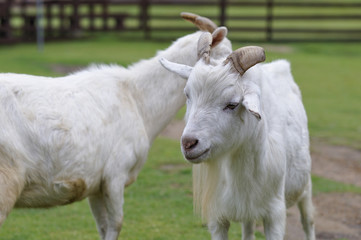 ヤギのポートレート