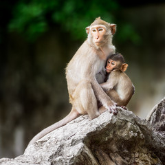 Little monkey and mom
