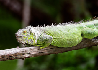 Green iguana