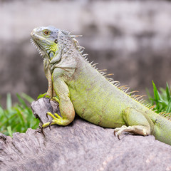 Obraz premium Green iguana