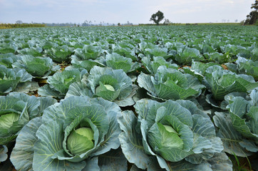 Cabbage field - 69079983