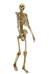 walking human skeleton on white